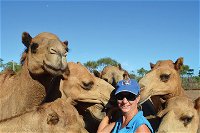 Broome Pre-sunset Camel Tour 30 minutes - WA Accommodation