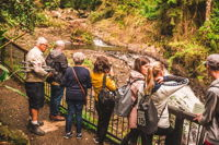 Full-day Springbrook National Park Tour from the Gold Coast - Accommodation Tasmania