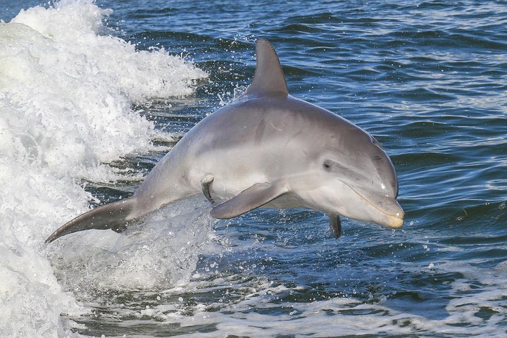 Noosa Oceanrider Scenic Dolphin Safari