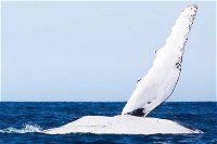 2-Hour Guided Whale Watching Tour at Noosa - Accommodation Yamba