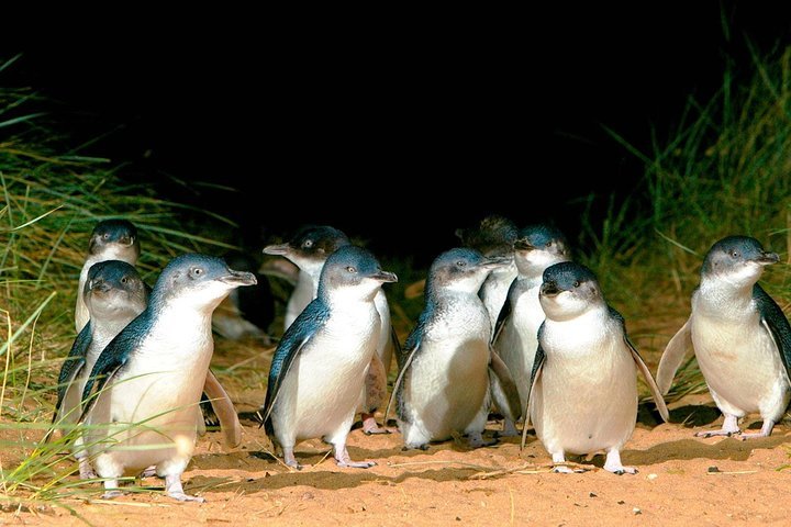 Phillip Island Penguins Private Tour