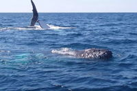 Noosa Whale Watching - Brisbane Tourism