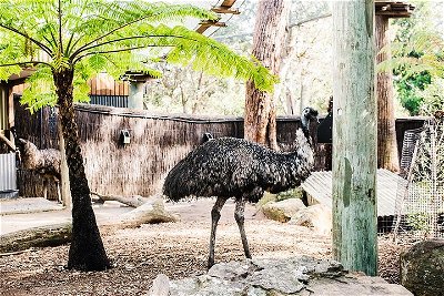 Sydney Taronga Zoo General Entry Ticket and Wild Australia Experience