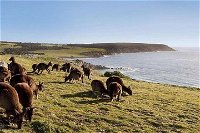 Kangaroo Island Personal Group Tours - Gold Coast Attractions