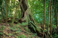 Private Daintree Mossman Gorge Exclusive Nature and Wildlife Focus - Accommodation Brisbane