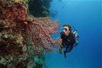 Silversonic Outer Great Barrier Reef Dive and Snorkel Cruise from Port Douglas - Accommodation Tasmania