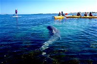 Penguin and Seal Islands Sea Kayaking Experience - Geraldton Accommodation
