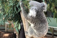 Private Blue Mountains and Wildlife Park Tour from Sydney with Barbecue Lunch - Accommodation Brisbane
