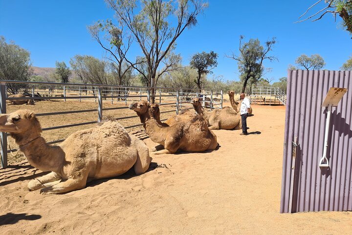 West MacDonnell Ranges Half-Day Small-Group Tour with Camel Ride