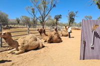 West MacDonnell Ranges Half-Day Small-Group Tour with Camel Ride - Lennox Head Accommodation