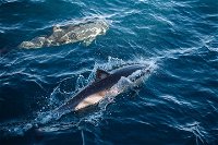 Sydney Whale-Watching Cruise - Accommodation Noosa