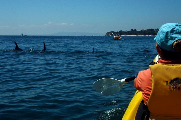 Mornington Peninsula Kayak Coastline Tour of Dolphin Sanctuary