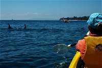 Mornington Peninsula Kayak Coastline Tour of Dolphin Sanctuary - Accommodation Noosa