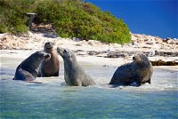 Dolphin Penguin and Sea Lion Cruise - Accommodation Noosa