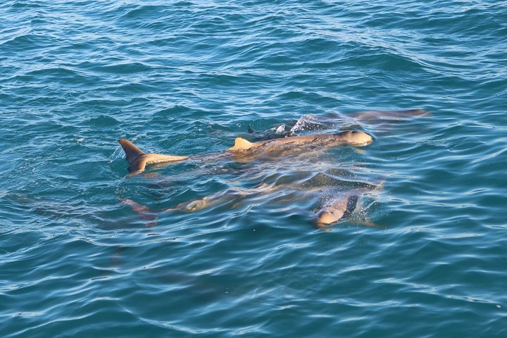 Roebuck Bay Snubfin Dolphin Cruise