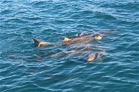 Roebuck Bay Snubfin Dolphin Cruise - Accommodation Sunshine Coast