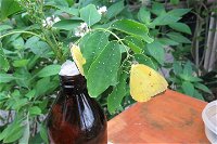 Australian Butterfly Sanctuary- Virtual Interactive Tour With Private Guide - Accommodation Port Hedland