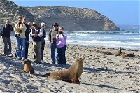 Full day Seal Bay Experience departing from Kangaroo Island - Accommodation Cooktown