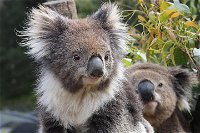 Kuranda Koala Gardens and Birdworld Admission Tickets - Accommodation Port Hedland