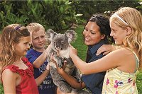Kuranda Koala Gardens General Entry Ticket - Accommodation Hamilton Island