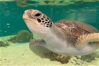 Cairns Aquarium Marine Life Encounter Ticket with 2-Course Lunch - Restaurants Sydney
