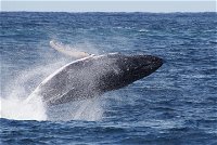 Whale Watching by Sea World Cruises, Surfers Paradise