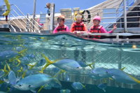 Outer Reef Pontoon Experience from Cairns - Accommodation Tasmania