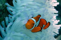Seastar Luxury Outer Great Barrier Reef Island and Reef Tour from Cairns - Accommodation Gladstone