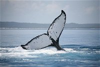Hervey Bay Whale Watching Cruise - Accommodation Bookings