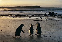 Phillip Island Penguin Parade Day Trip with Koala Conservation Reserve Visit - Broome Tourism