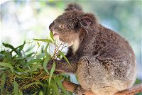 Blue Mountains Private Tour with Kangaroos  Koala Encounter - Restaurant Gold Coast