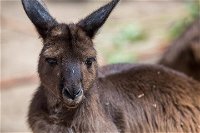Australian Wildlife Tour at Melbourne Zoo Ticket - Accommodation Main Beach