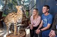 African Cat Encounter at Werribee Open Range Zoo - Palm Beach Accommodation