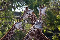 Werribee Open Range Zoo General Admission Ticket - WA Accommodation