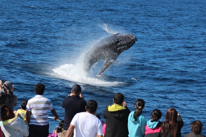 Tangalooma Island Resort Whale Watching Day Cruise