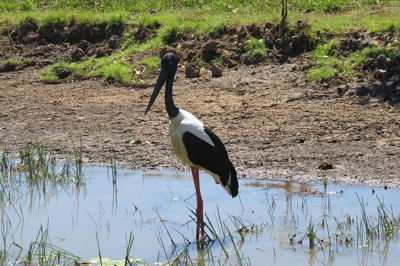 Darwin to Kakadu Day Trip by Air Including Yellow Water Cruise