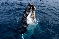 Phillip Island Whale Watching Tour