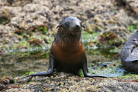 Phillip Island Seal-Watching Cruise - QLD Tourism