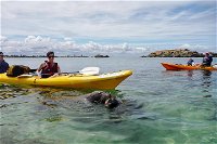 Seal Island and Penguin Island or Point Peron Sea Kayak Tour - Accommodation Broken Hill