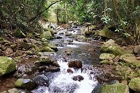 Springbrook Full Day Tour - Accommodation Cooktown