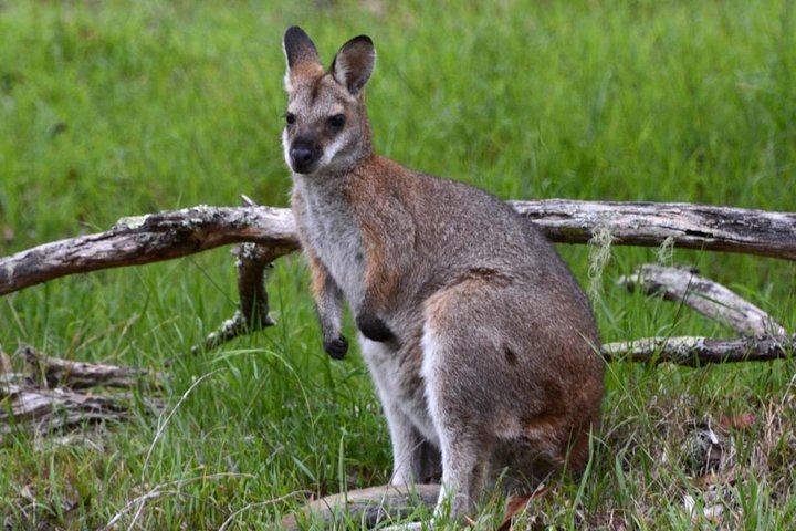 Ultimate Blue Mountains and Wildlife Tour