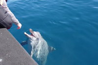 Noosa Wild Dolphin Safari - Gold Coast Attractions
