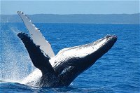 Mooloolaba Whale Watching Tour, Noosa