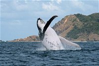 Byron Bay Whale Watching Cruise - Accommodation Search