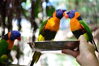 Wildlife Habitat Port Douglas - QLD Tourism