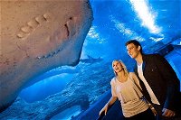 Dive with Sharks at AQWA - QLD Tourism