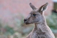 Grampians National Park with Kangaroos and MacKenzie Falls from Melbourne - Accommodation Sunshine Coast