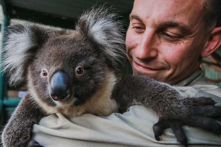 Kangaroos  Koala encounter experience Half day private tour