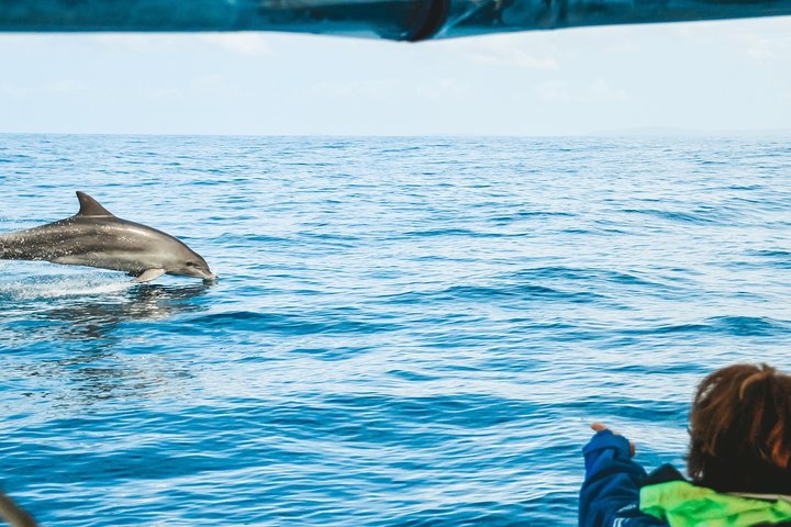 Cruise with Dolphins in Byron Bay