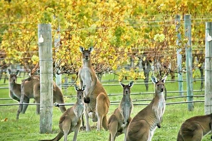 Margaret River Indulge and Discover Day Tour